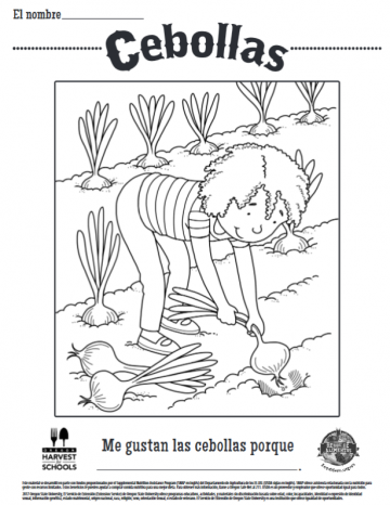 Cebollas Food Hero Propiedades nutricionales de la cebolla. cebollas food hero