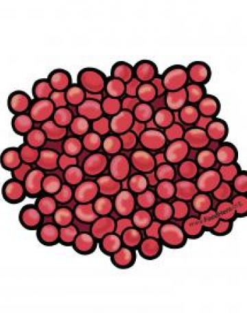 Cranberries Color Illustration 