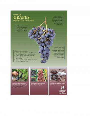 Grapes Oregon Harvest Poster