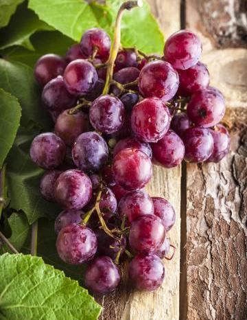 Grapes on Vine 