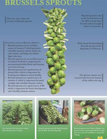 Brussels Sprouts Oregon Harvest Poster