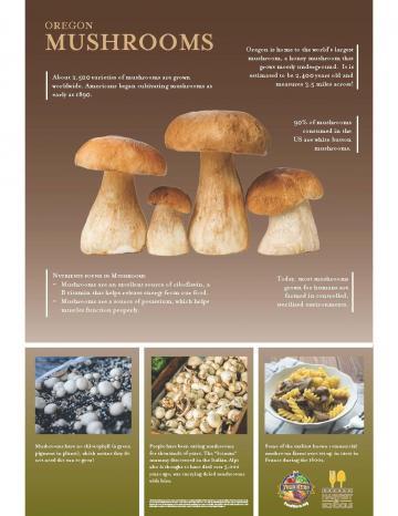 Mushrooms Oregon Harvest Poster