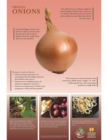 Onions Oregon Harvest Poster