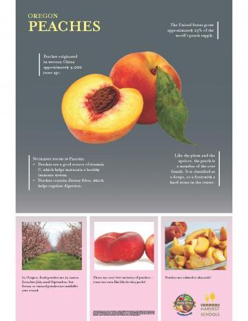 Peaches Oregon Harvest Poster