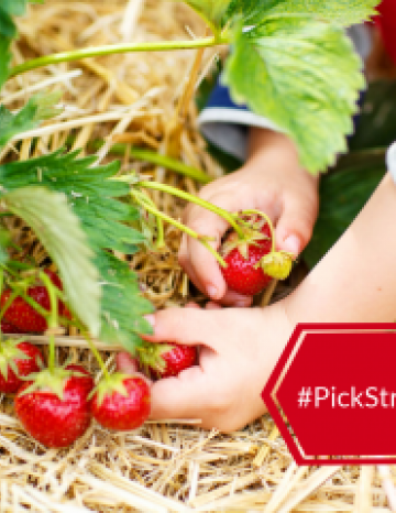 Pick Strawberries Day May 20th