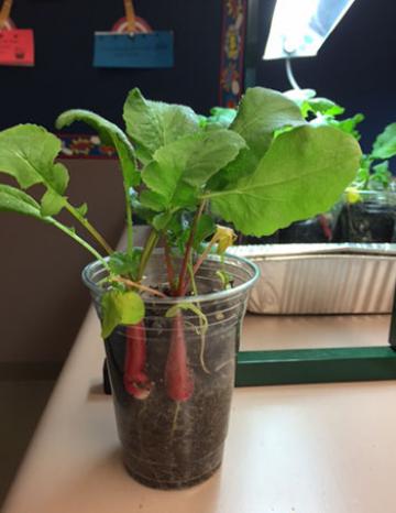 Radish classroom plant