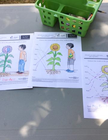 Growing Healthy Kids Worksheets