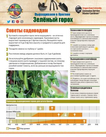 Gardening Tip Sheet Snap Peas Russian