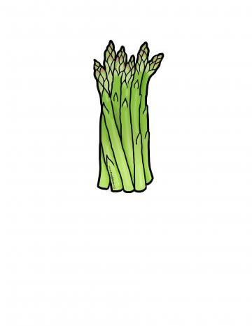 Asparagus Illustration