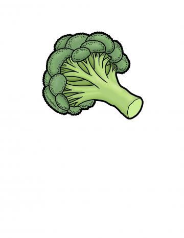 Broccoli Illustration