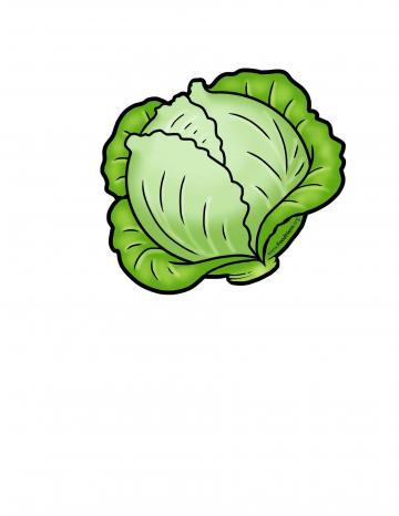 Cabbage Illustration 