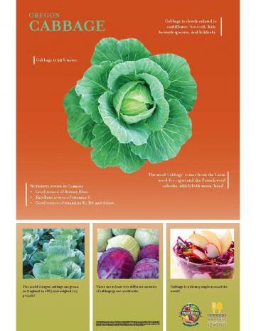 Cabbage Oregon Harvest Poster