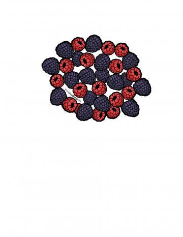 Cane Berries Illustration