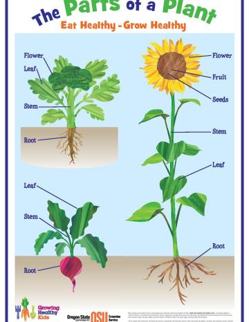 Plant Part Poster