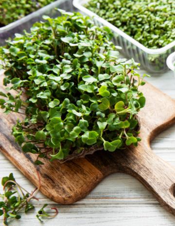 harvested Microgreens