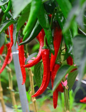 Hot Peppers growing