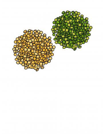 Split Peas Illustration