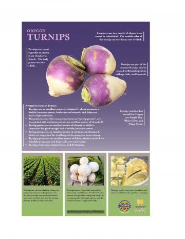 Turnips Oregon Harvest Poster
