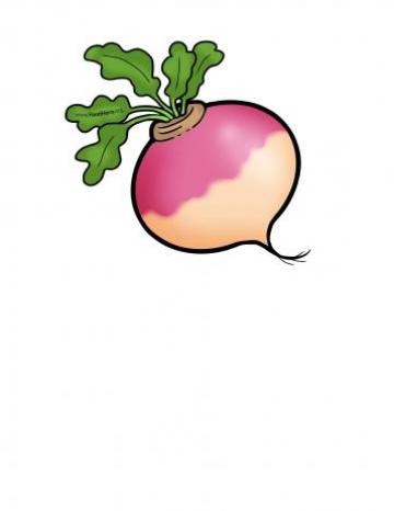 Turnip Illustration