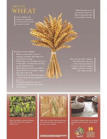 Wheat Oregon Harvest Poster