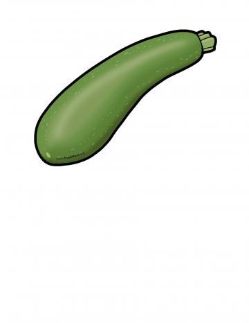 Zucchini Illustration