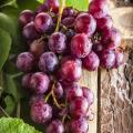 Image of Grapes on Vine 
