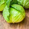 Image of Cabbage 