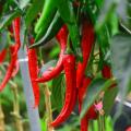 Hot Peppers growing